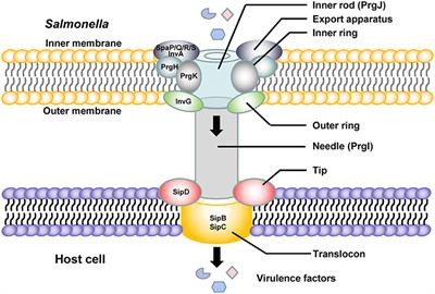 Salmonella Pathogenicity Island 1 (SPI-1) and Its Complex Regulatory Network